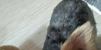 Salariați de la salubritate cercetați de poliție. Acuzați că au otrăvit câinii din Turceni!