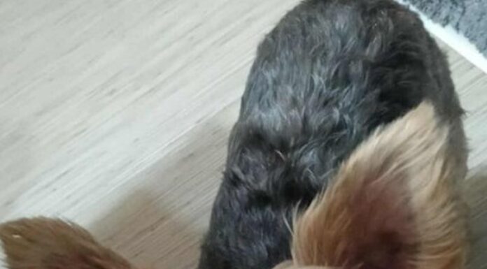 Salariați de la salubritate cercetați de poliție. Acuzați că au otrăvit câinii din Turceni!