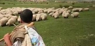 Cioban trimis în judecată pentru tentativă de omor