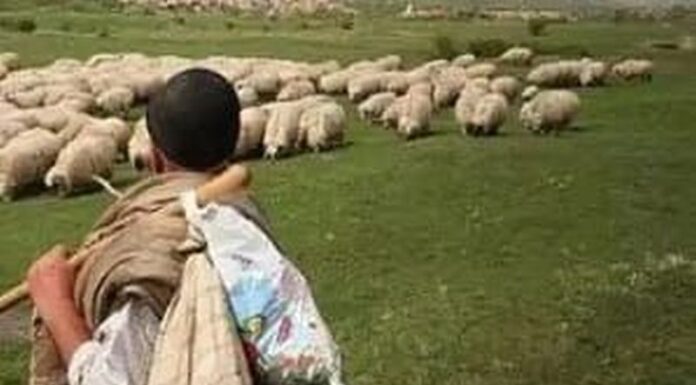 Cioban trimis în judecată pentru tentativă de omor