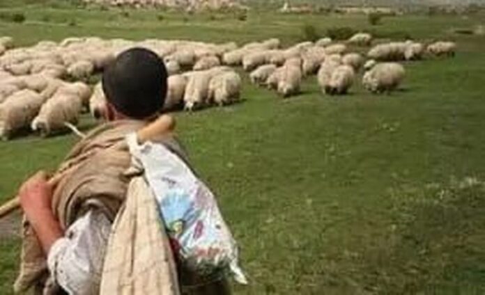 Cioban trimis în judecată pentru tentativă de omor