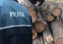 Adolescent anchetat pentru furt de lemne
