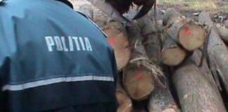 Adolescent anchetat pentru furt de lemne