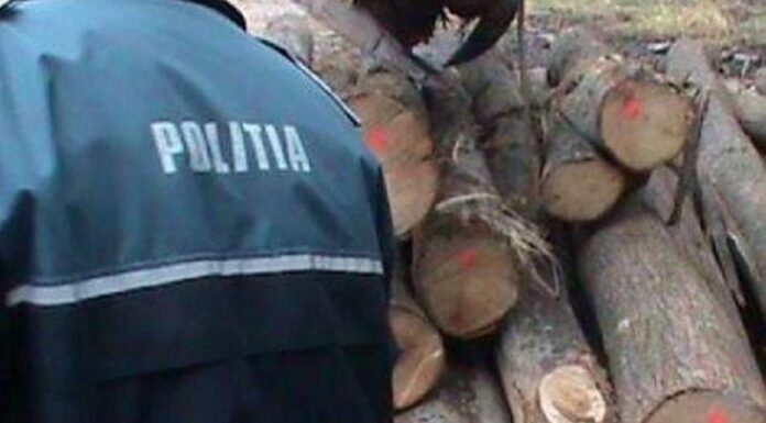 Adolescent anchetat pentru furt de lemne