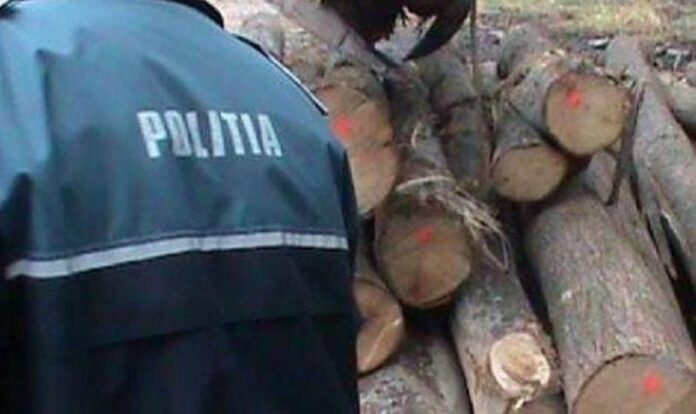 Adolescent anchetat pentru furt de lemne