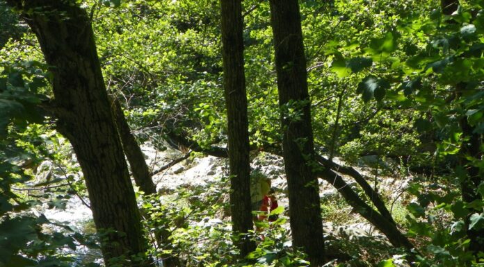 Peripluri estivale – Din nou, prin fascinanta lume a celor două Jiuri