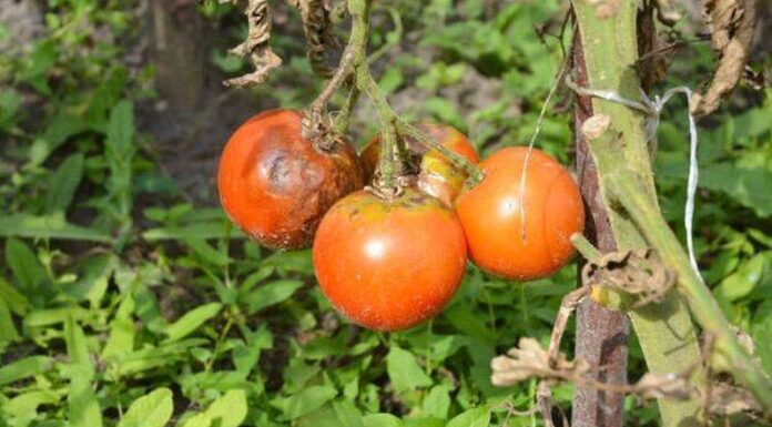 Agricultura pe înțelesul tuturor – Bolile tomatelor