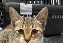 Pisoi salvat din compartimentul motor al unei mașini