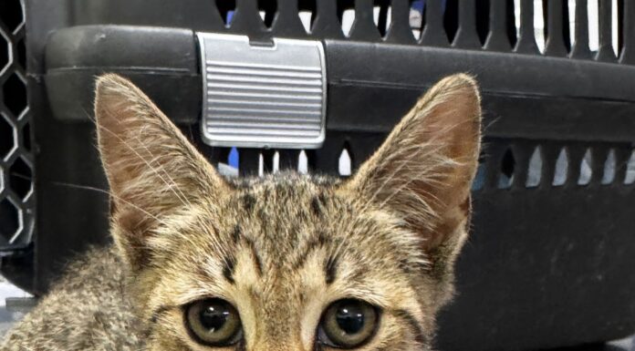 Pisoi salvat din compartimentul motor al unei mașini