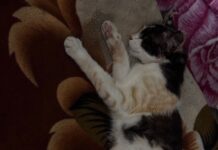 Pisică grav rănită, salvată la Samarinești