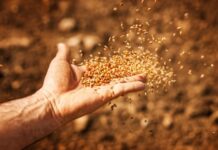 Agricultura pe înțelesul tuturor – Atenție fermieri, nu totdeauna culegeți ce semănați