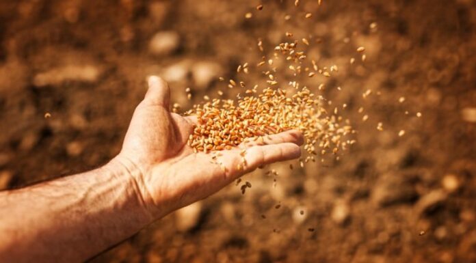 Agricultura pe înțelesul tuturor – Atenție fermieri, nu totdeauna culegeți ce semănați