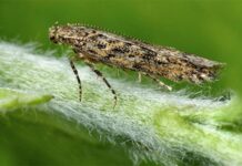 Agricultura pe înțelesul tuturor – Tuta absoluta, cel mai periculos dușman al legumicultorilor