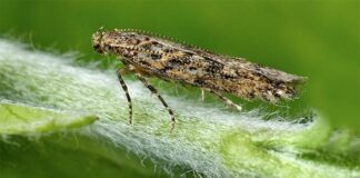 Agricultura pe înțelesul tuturor – Tuta absoluta, cel mai periculos dușman al legumicultorilor