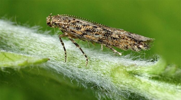 Agricultura pe înțelesul tuturor – Tuta absoluta, cel mai periculos dușman al legumicultorilor