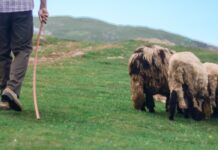 Cioban arestat pentru tentativă de omor