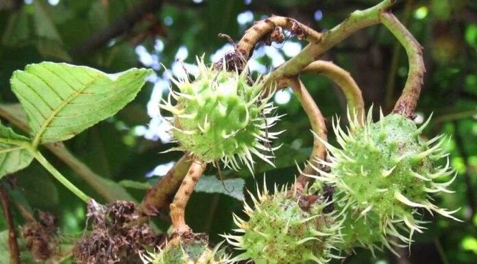 Peripluri gorjene – Vremea castanelor – Pădurea de castani comestibili din Tismana Gorjului