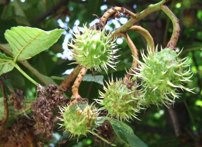 Peripluri gorjene – Vremea castanelor – Pădurea de castani comestibili din Tismana Gorjului