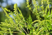 Agricultura pe înțelesul tuturor – AMBROZIA, buruiana care a speriat Europa