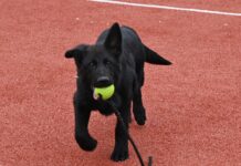 FOTO: Aky, cel mai tânăr câine jandarm de la IJJ Gorj