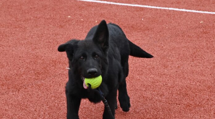 FOTO: Aky, cel mai tânăr câine jandarm de la IJJ Gorj