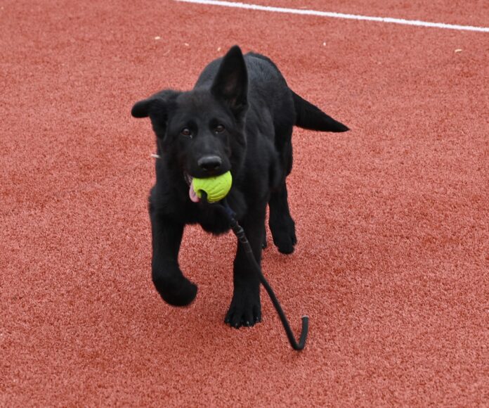 FOTO: Aky, cel mai tânăr câine jandarm de la IJJ Gorj