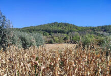 Păziți-vă recoltele pentru a nu fi furate!