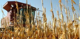 Agricultura pe înțelesul tuturor – Recoltarea corectă a porumbului