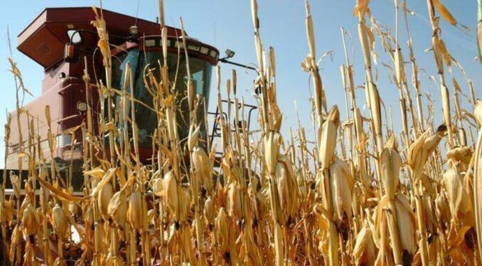 Agricultura pe înțelesul tuturor – Recoltarea corectă a porumbului
