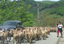 Repere ancestrale – TRANSHUMANŢA la români