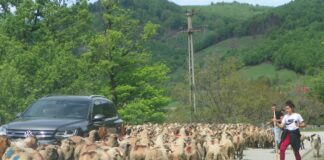 Repere ancestrale – TRANSHUMANŢA la români