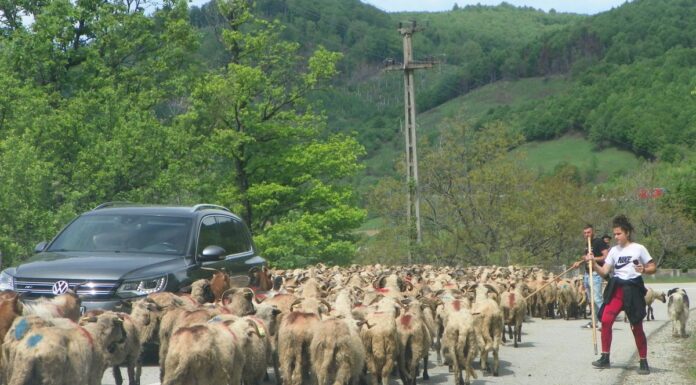 Repere ancestrale – TRANSHUMANŢA la români