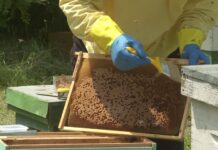 Agricultura pe înțelesul tuturor – APICULTURA, între lege și fărădelege (1)