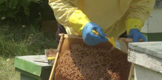Agricultura pe înțelesul tuturor – APICULTURA, între lege și fărădelege (1)