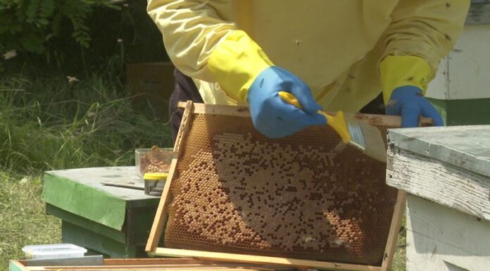 Agricultura pe înțelesul tuturor – APICULTURA, între lege și fărădelege (1)