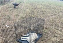 Câini otrăviți la Târgu Jiu. Poliția îi caută pe vinovați