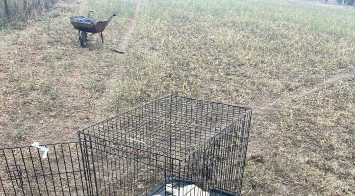 Câini otrăviți la Târgu Jiu. Poliția îi caută pe vinovați