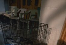 Apel al Serviciului de Protecție a Animalelor Gorj