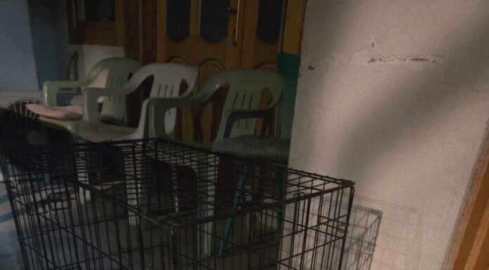 Apel al Serviciului de Protecție a Animalelor Gorj