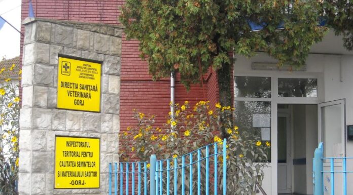 Gorj: Două posturi de medic veterinar, scoase la concurs