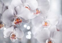 Descoperă magia LEGO Flowers: Cadouri inedite pentru iubitorii de frumos