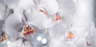 Descoperă magia LEGO Flowers: Cadouri inedite pentru iubitorii de frumos