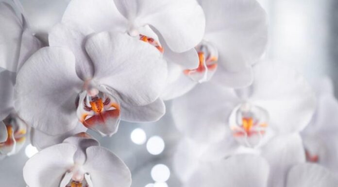 Descoperă magia LEGO Flowers: Cadouri inedite pentru iubitorii de frumos