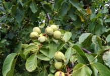 Pierderi masive la culturile de nuci în Gorj