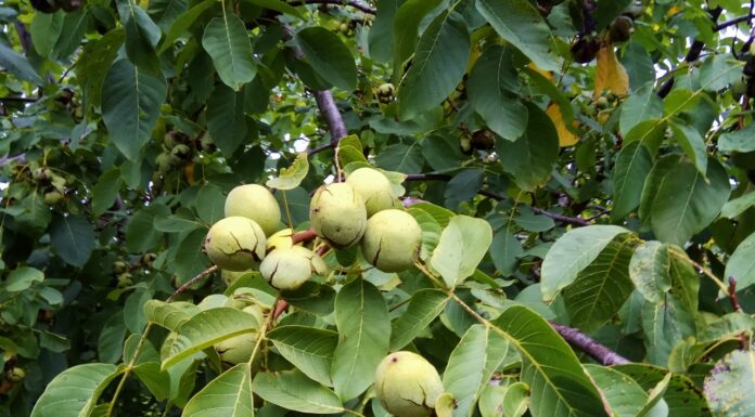 Pierderi masive la culturile de nuci în Gorj