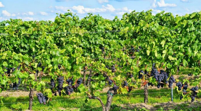 MADR modifică sprijinul pentru reconversia viticolă
