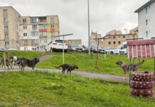 Invazie de câini maidanezi la Vulcan! Gorjenii, arătați cu degetul!