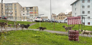 Invazie de câini maidanezi la Vulcan! Gorjenii, arătați cu degetul!