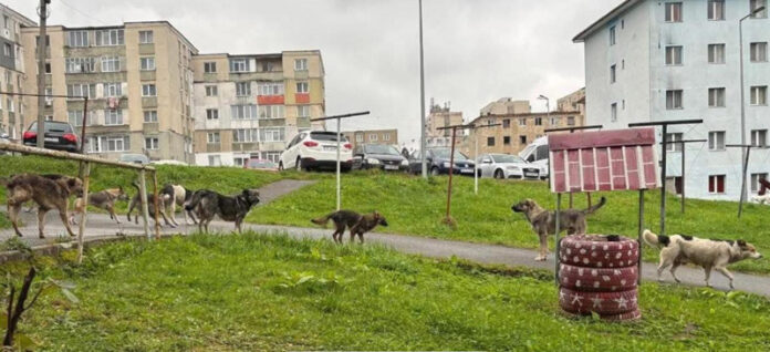 Invazie de câini maidanezi la Vulcan! Gorjenii, arătați cu degetul!