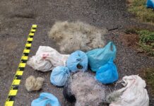 FOTO: Percheziții în comuna Plopșoru